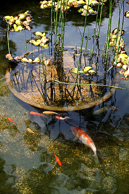 Pond Busan