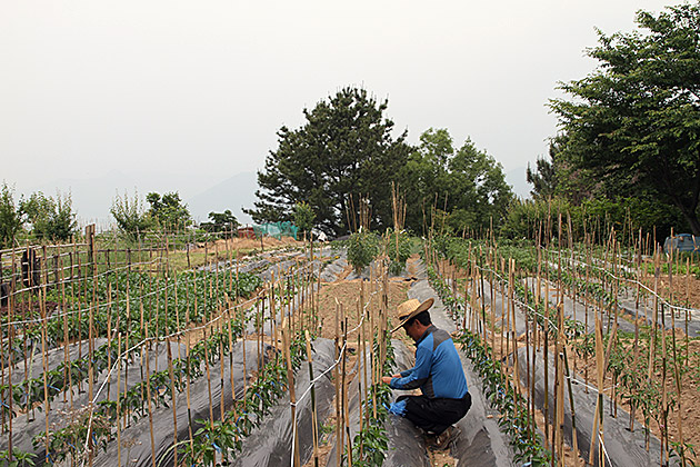 Secret Garden Korea