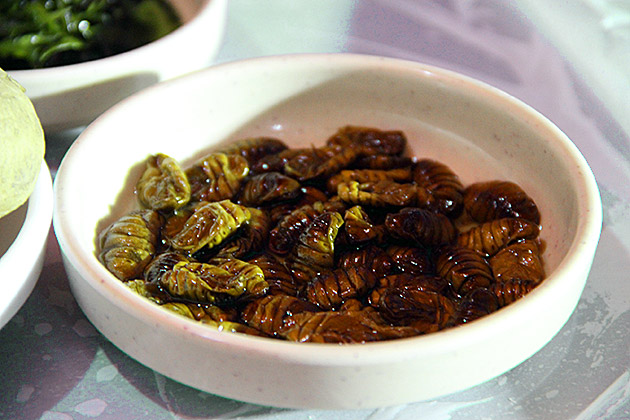 Silk-Worm-Larvae-Korea