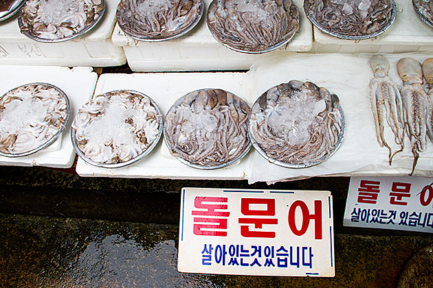Korean Squid