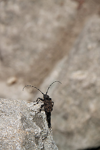 Korean Bug
