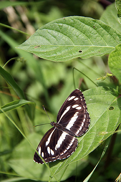 Korean Butterfly