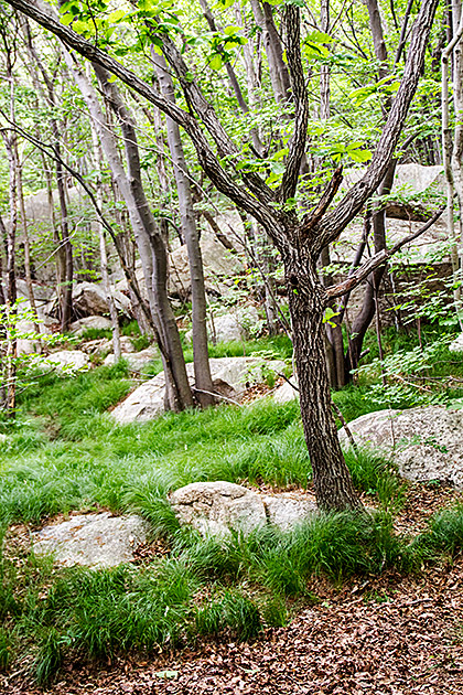 Korean-Tree