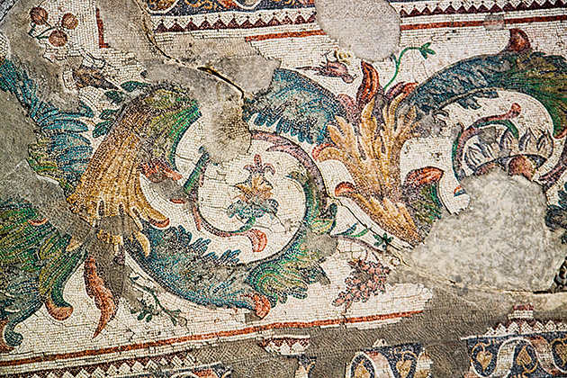 Mosaic Plants