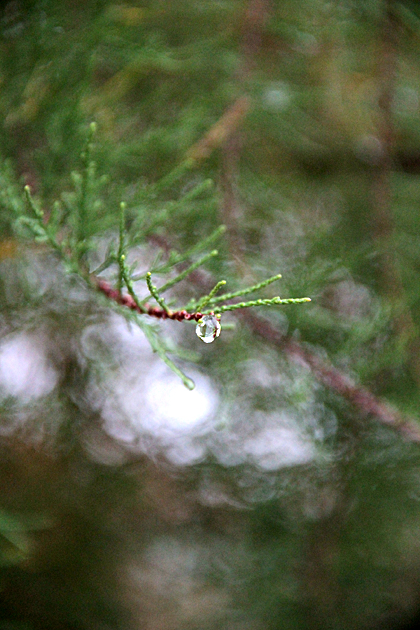 Rain Twig