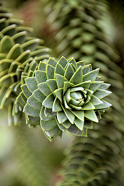 Bizarre Garden