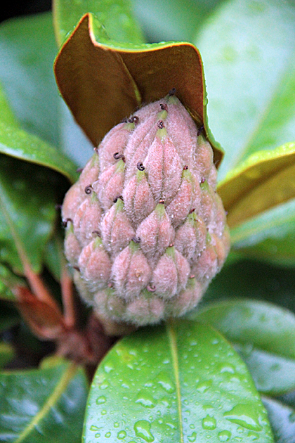 Magnolia Sprout