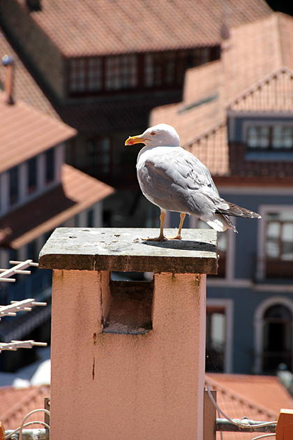 Bird Punk