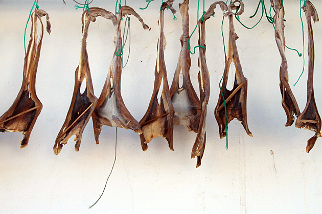 Fish Skin