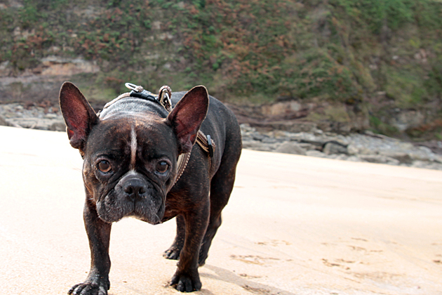 French Bulldog