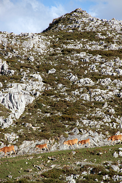 Spanish Cows