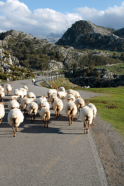 Sheep Spain