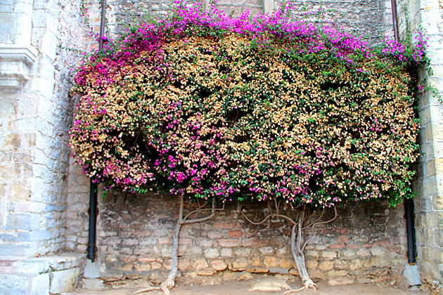 Llanes Bush