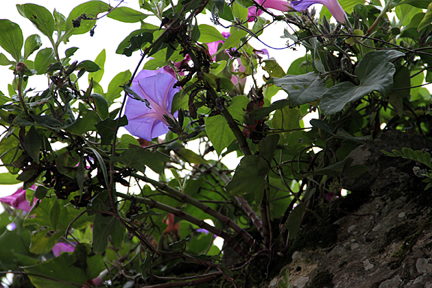 Llanes Flores