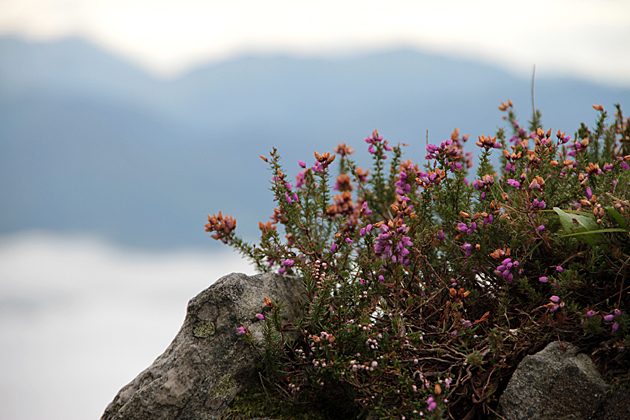 Herbs Asturias