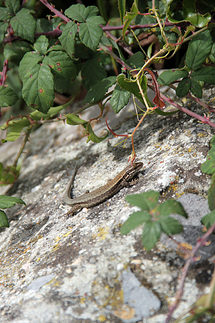 Lizard