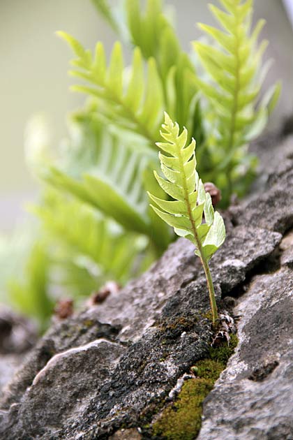 Nature Ribadesella