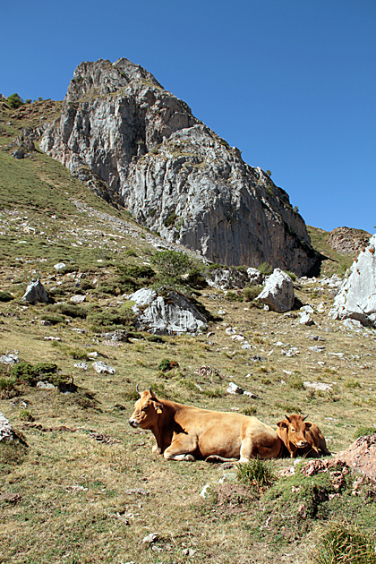 Cows Somiedo