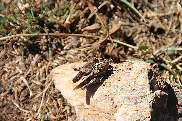 Cricket Sex