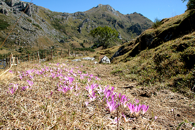 Flowers Asturias