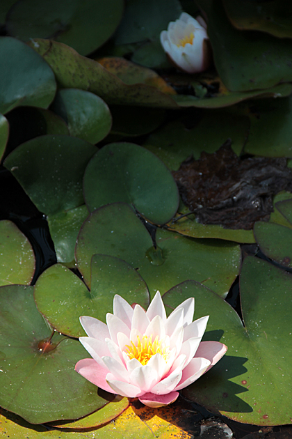 Seerose