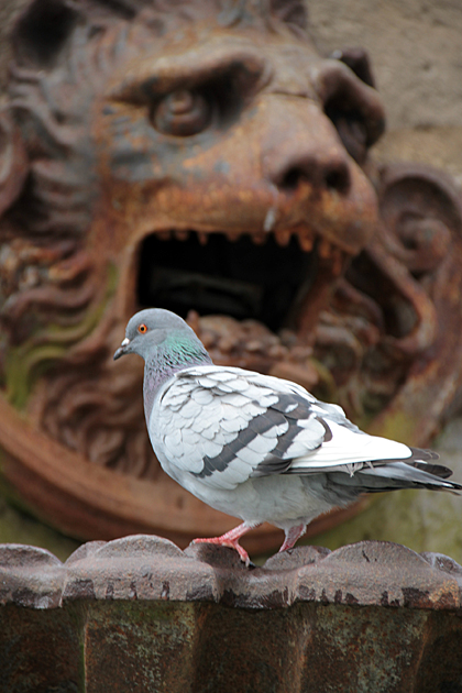 Hungry for Pigeon