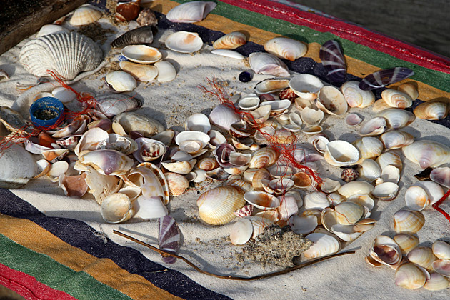 Shell Shop Sri Lanka