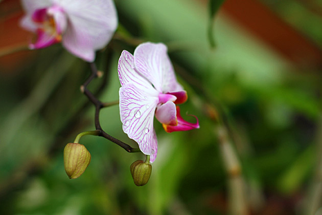 Orchids Drop