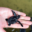 Post thumbnail of Super Süß: Baby Schildkröten