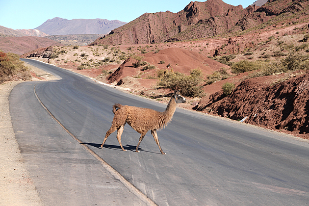 Alpaca in Bolivia's Street