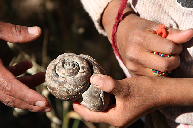 Bolivian fossils