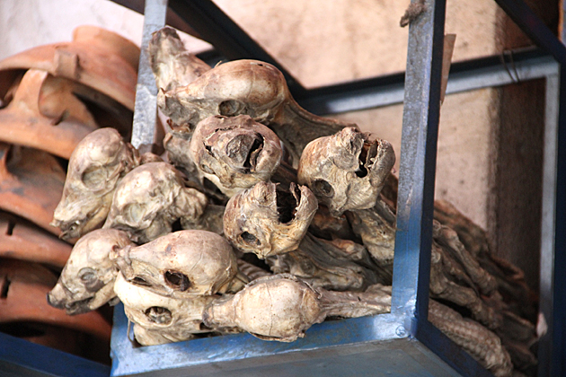 llama fetus Witches Market La Paz, Bolivia