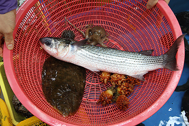 Busan fish market, fish in baskes