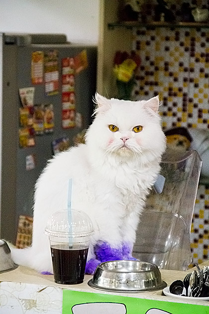 Cat Cafe Busan