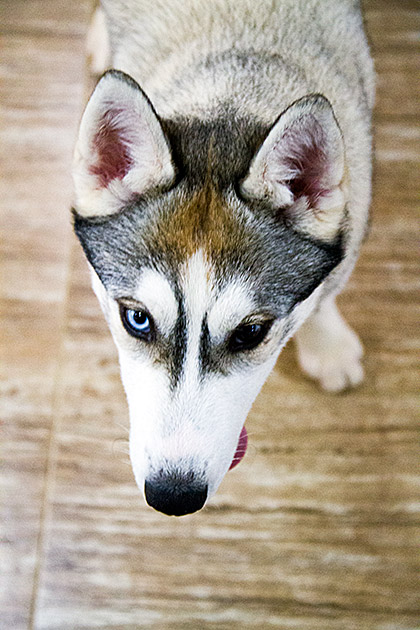 Husky at Dog Cafe