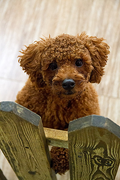 Brown poodle dog cafe