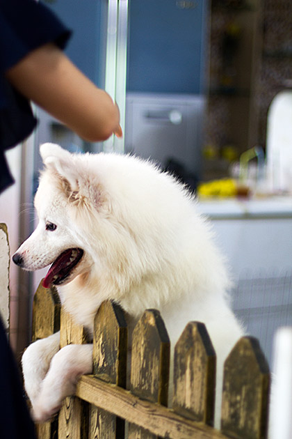 Happy dog at Dog Cafe