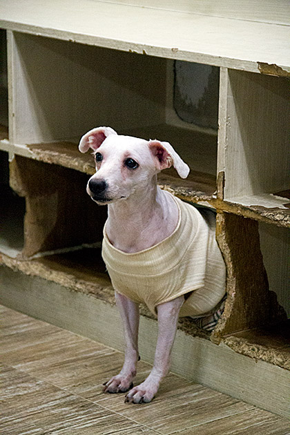 Shelf Dog