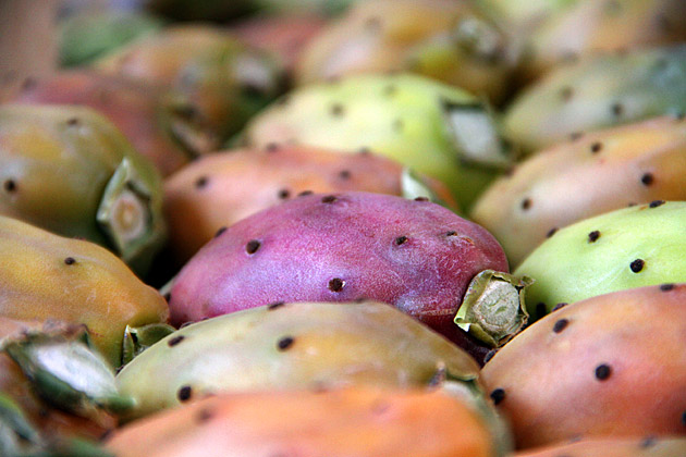 Prickly Cactus Fruit Wants to Hurt You (that's just its ...