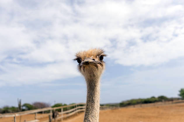 Curaçao Ostrich Farm