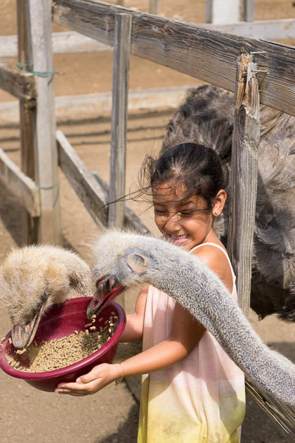 Feeding Ostriches