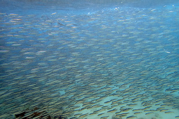 Snorkeling Playa Hunky