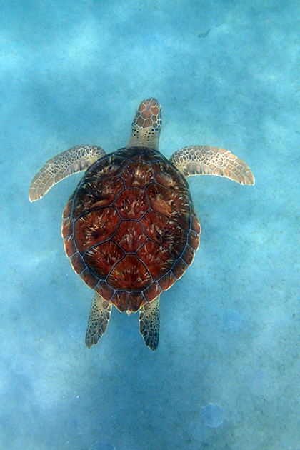 Turtles at piscado beach in Curacao