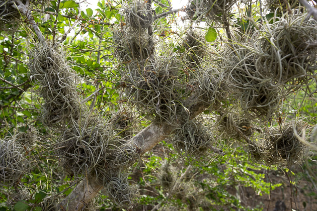 A Prickly Hike Around Rif Sint Marie - Curaçao For 91 Days