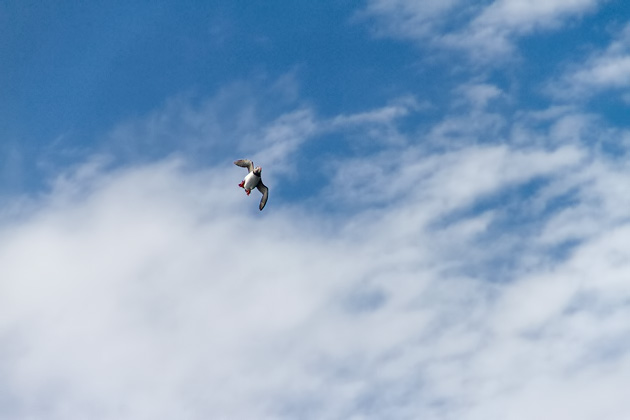 Puffin Spotting - Iceland For 91 Days