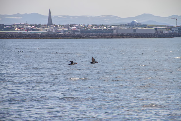 Puffin watching near Reykjavik