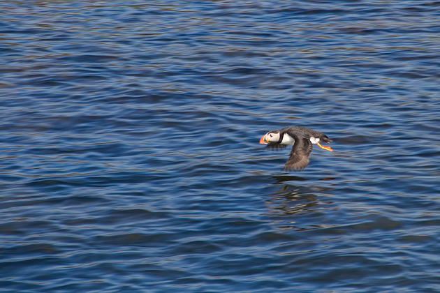 Puffin spotting Akurey Island