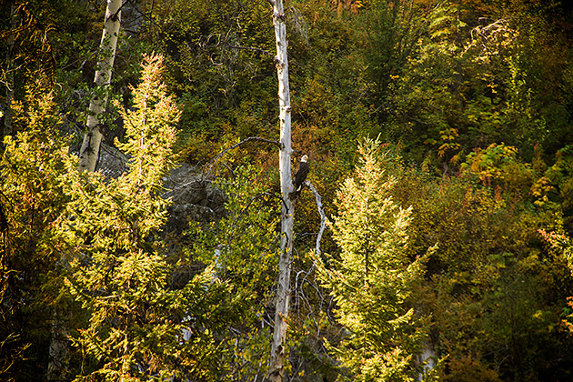 Bald Eagle spotting in Idaho