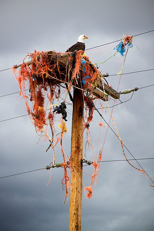 Funky Bald Eagle Nest in Idaho