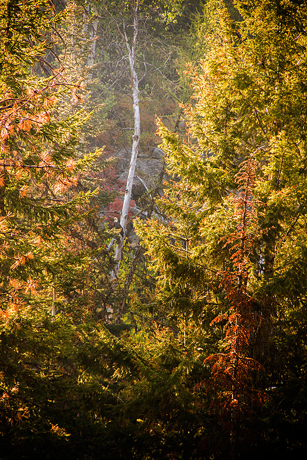 Bald eagle USA between trees